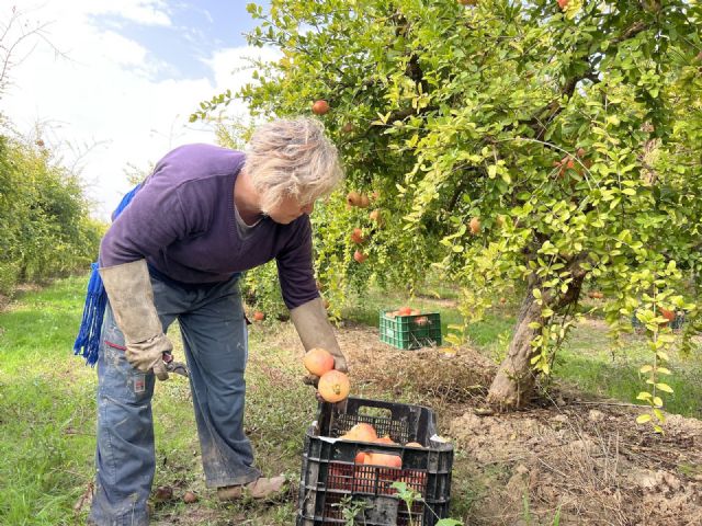 La granada mollar de Elche abre el plazo para inscribir los cultivos de los agricultores en la Denominación de Origen - 3, Foto 3