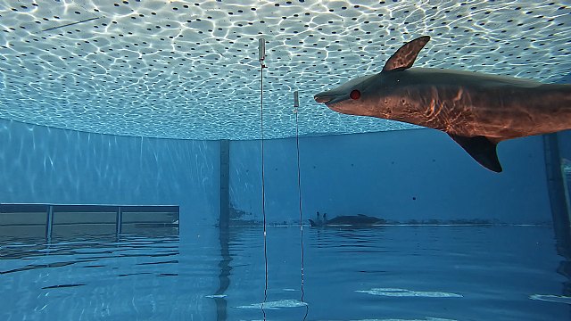 Loro Parque descubre que los delfines distinguen objetos que se diferencian en el grosor de un pelo - 1, Foto 1