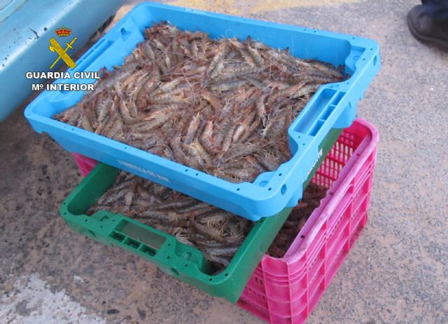 Sorprenden a dos pescadores furtivos con 25 kilos de langostino del Mar Menor en La Manga - 1, Foto 1