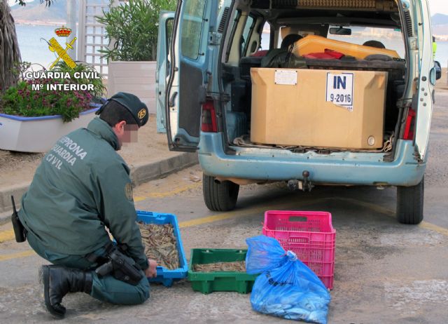 Sorprenden a dos pescadores furtivos con 25 kilos de langostino del Mar Menor en La Manga - 4, Foto 4