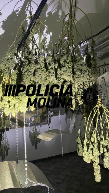 La Policía Local de Molina de Segura localiza una plantación de marihuana en una vivienda - 2, Foto 2