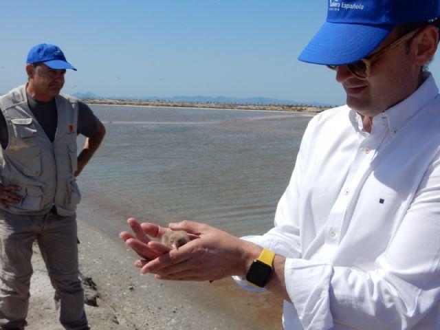 La gaviota picofina vuelve a nidificar en el Parque Regional de las Salinas y Arenales de San Pedro del Pinatar - 1, Foto 1