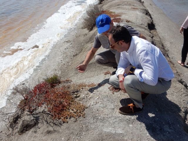 La gaviota picofina vuelve a nidificar en el Parque Regional de las Salinas y Arenales de San Pedro del Pinatar - 2, Foto 2