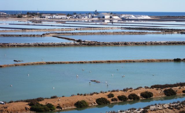 El programa europeo Life financia el proyecto de conservación de hábitats y aves en Las Salinas y arenales de San Pedro - 2, Foto 2