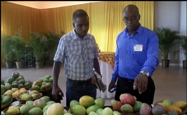 La Décimo Quinta  Cumbre de productores de mango se realizó con notable éxito en Florida - 2, Foto 2