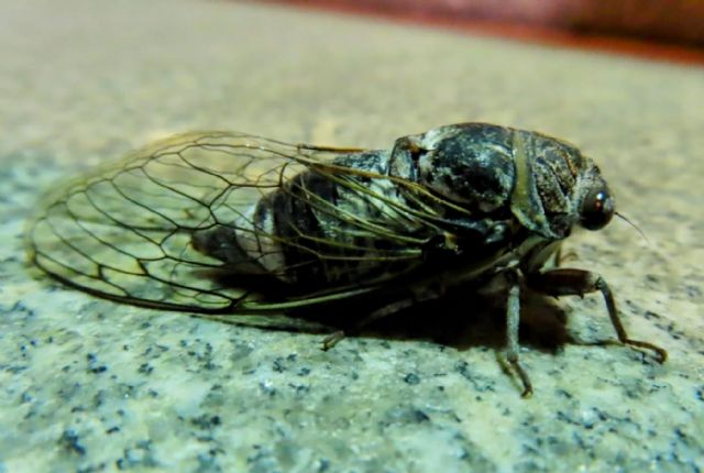 Cigarras: el canto más característico del verano - 1, Foto 1