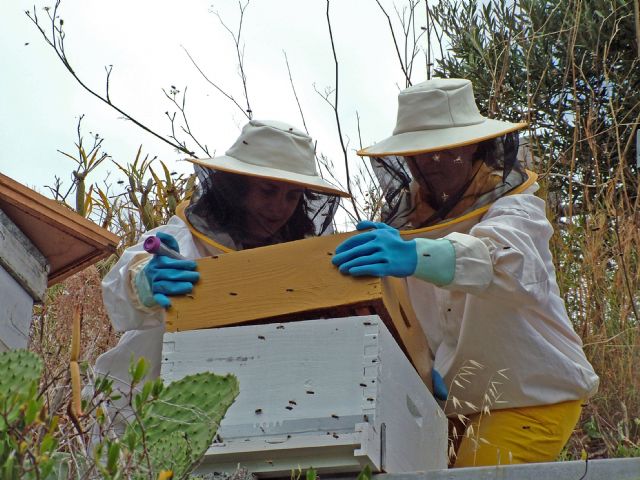 Investigadoras de la UMU ayudan a trazar el origen y evolución del virus que más influye en la desaparición de la abeja de la miel - 1, Foto 1