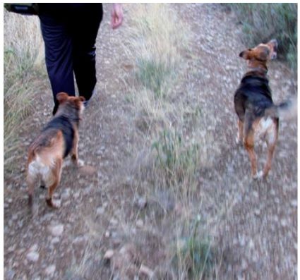 Aviso: mañana viernes 14 de julio, de 7:00h. a 8:00h. se realizará un control de plagas de mosquitos en el cauce del Río Guadalentín a su paso por Lorca - 1, Foto 1