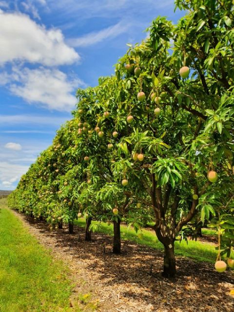 Los mangos de Australia se enfocan en sustentabilidad, buenas prácticas agrícolas y respeto con el medio ambiente - 2, Foto 2