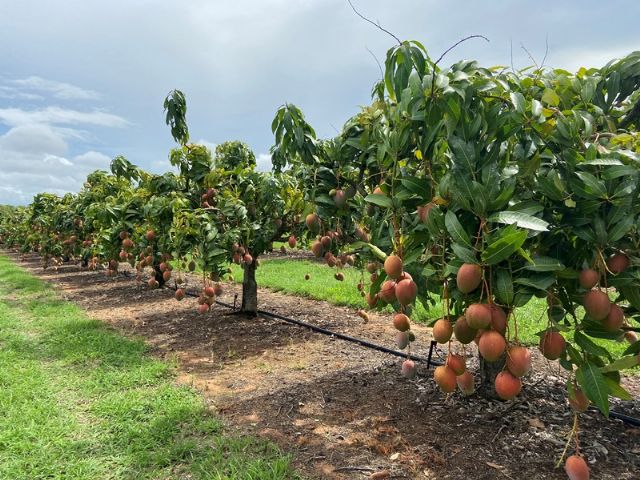 Los mangos de Australia se enfocan en sustentabilidad, buenas prácticas agrícolas y respeto con el medio ambiente - 3, Foto 3