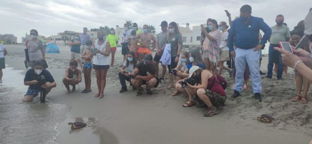 La Comunidad devuelve al mar 15 tortugas bobas de las nacidas hace un año en La Manga - 1, Foto 1