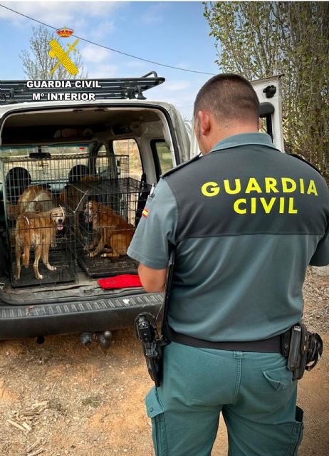 La Guardia Civil rescata una treintena de perros abandonados en Mula y Pliego - 1, Foto 1