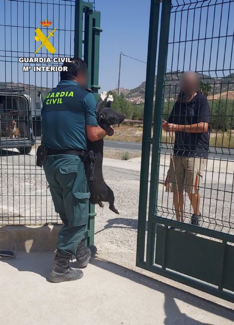 La Guardia Civil rescata una treintena de perros abandonados en Mula y Pliego - 2, Foto 2