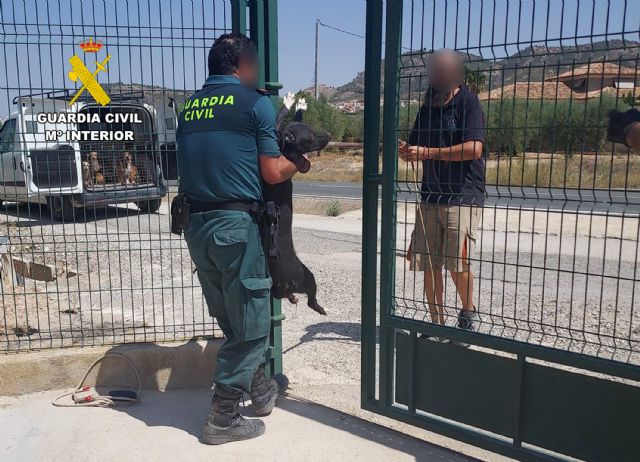 La Guardia Civil rescata una treintena de perros abandonados en Mula y Pliego - 4, Foto 4