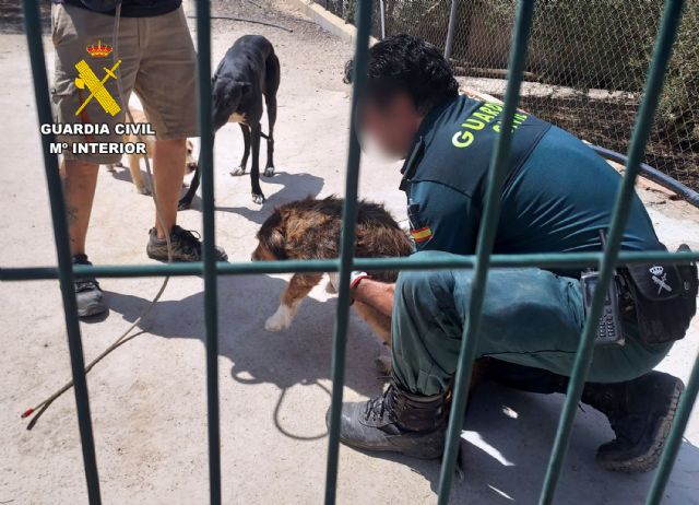 La Guardia Civil rescata una treintena de perros abandonados en Mula y Pliego - 5, Foto 5