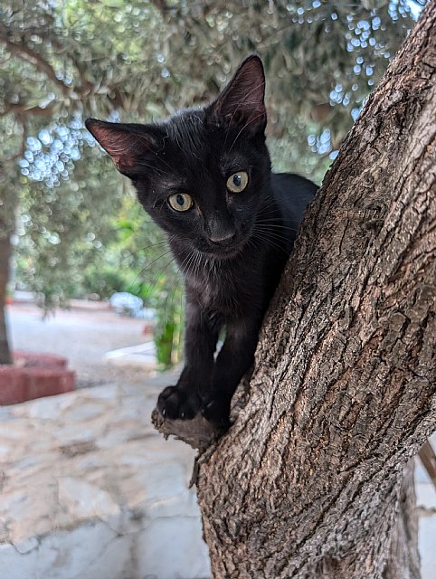 Un santuario de animales en Mazarrón - 1, Foto 1