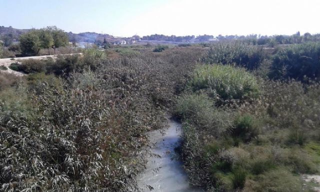 Ciudadanos reclama una limpieza urgente de los cañizos que cubren las márgenes del río Segura entre la Contraparada y Murcia - 1, Foto 1