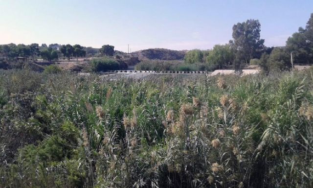 Ciudadanos reclama una limpieza urgente de los cañizos que cubren las márgenes del río Segura entre la Contraparada y Murcia - 2, Foto 2