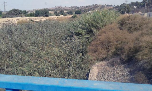 Ciudadanos reclama una limpieza urgente de los cañizos que cubren las márgenes del río Segura entre la Contraparada y Murcia - 3, Foto 3