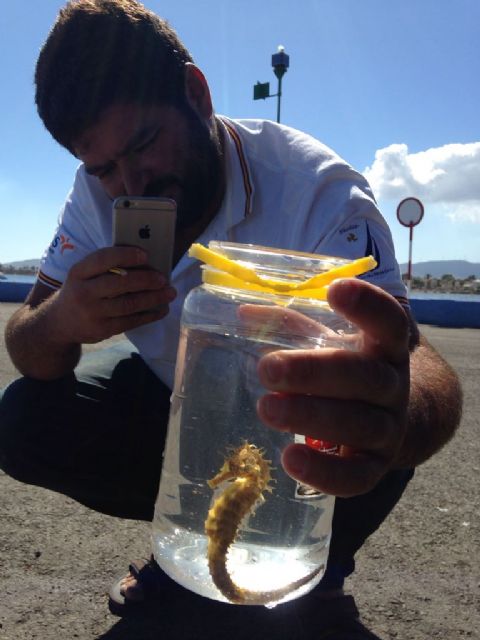 Localizados y liberados con vida 60 caballitos de mar durante la retirada de las redes antimedusas del Mar Menor - 1, Foto 1