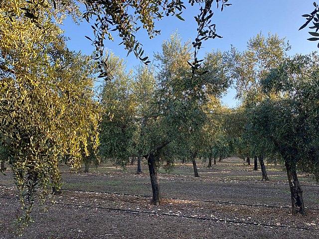 AUBOCASSA inicia la recolección de la aceituna más temprana de su historia - 1, Foto 1