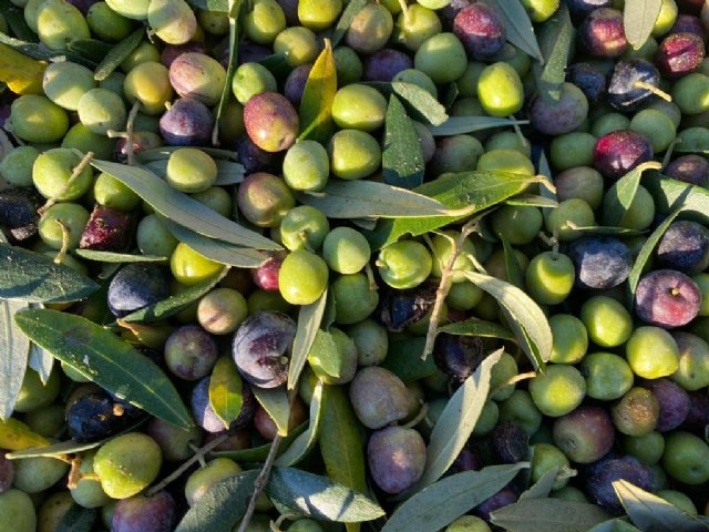 AUBOCASSA inicia la recolección de la aceituna más temprana de su historia - 2, Foto 2