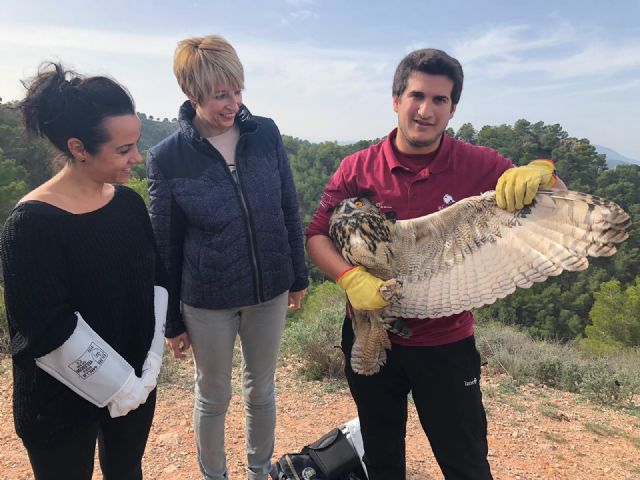 Medio Ambiente libera un ejemplar de búho real que quedó enredado con una cometa espantapájaros - 1, Foto 1