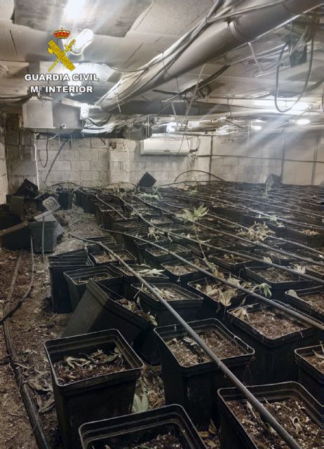 La Guardia Civil desmantela un invernadero subterráneo de con cerca de un millar de plantas de marihuana - 5, Foto 5