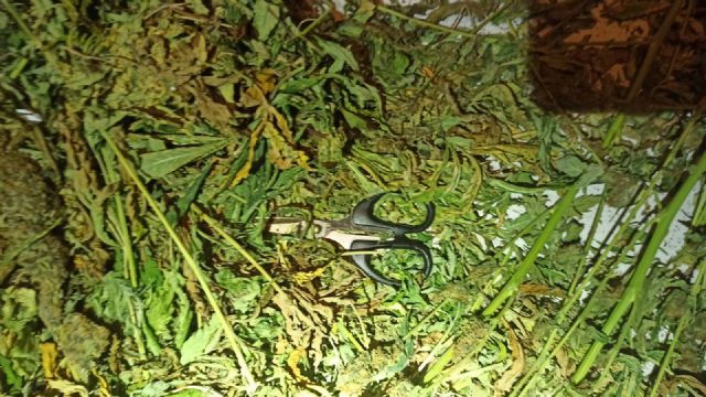 La Policía Local de Lorca detiene a cinco personas por un delito contra la salud pública y por defraudación de fluido eléctrico e interviene 87 plantas de marihuana del interior de una vivienda - 1, Foto 1