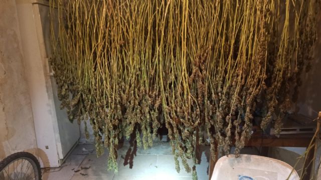 La Policía Local de Lorca detiene a cinco personas por un delito contra la salud pública y por defraudación de fluido eléctrico e interviene 87 plantas de marihuana del interior de una vivienda - 3, Foto 3