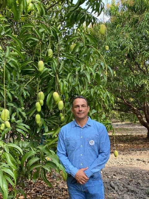 La campaña de mangos de México superará los 61 millones de cajas y con una excelente calidad - 1, Foto 1