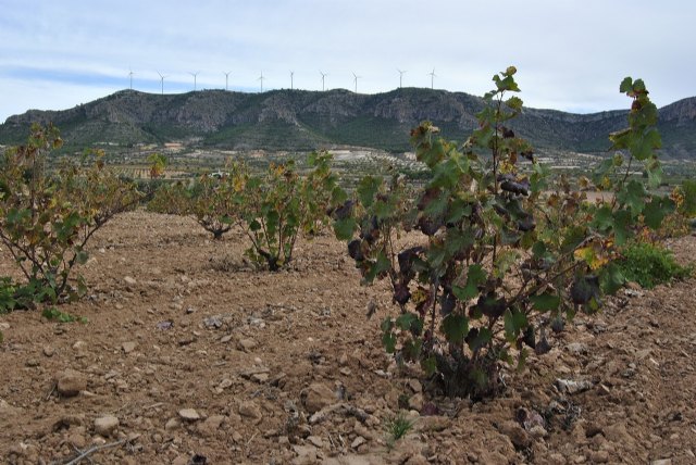 Rutas del vino y gastronomía, grandes atractivos turísticos de Murcia - 1, Foto 1