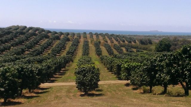 El mango de Puerto Rico diversifica su comercialización pero apuesta decididamente por crecer más en el mercado de Estados Unidos - 2, Foto 2