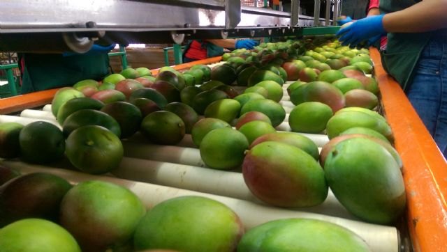 El mango de Puerto Rico diversifica su comercialización pero apuesta decididamente por crecer más en el mercado de Estados Unidos - 1, Foto 1