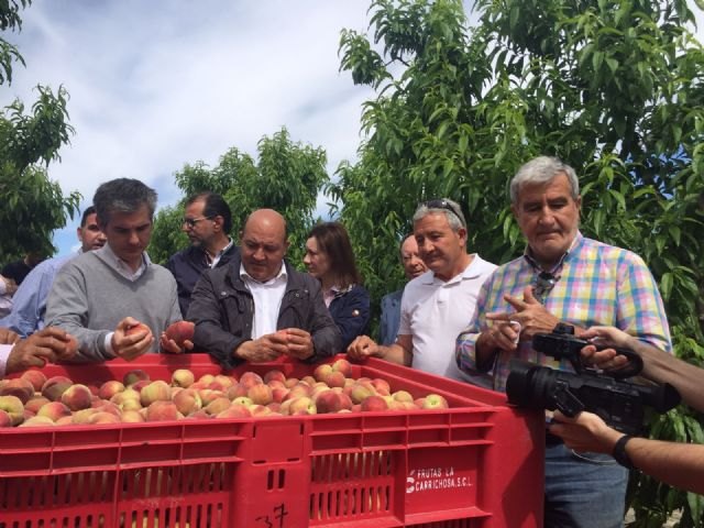 Agricultura se suma al optimismo del sector en el inicio de la campaña de fruta de hueso - 1, Foto 1