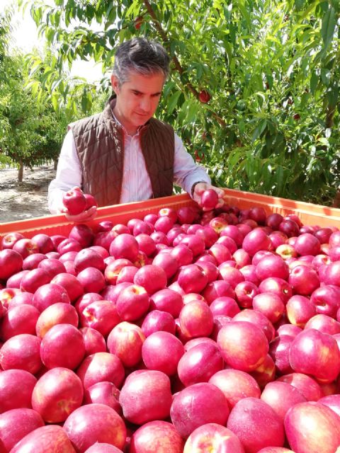 La cosecha de ciruelas en la Región prevista para este año aumentará un 21 por ciento - 1, Foto 1