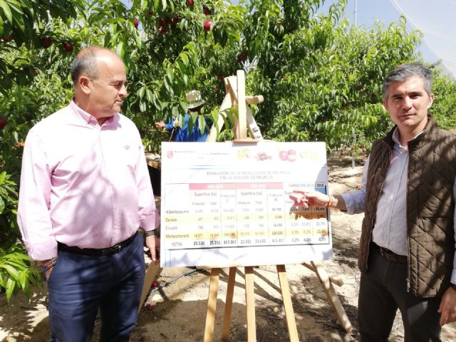 La cosecha de ciruelas en la Región prevista para este año aumentará un 21 por ciento - 2, Foto 2