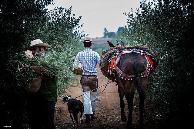 La Matilla obtiene la medalla de oro al mejor packaging en la International Extra Virgin Olive Oil Competition de Los Ángeles - 1, Foto 1