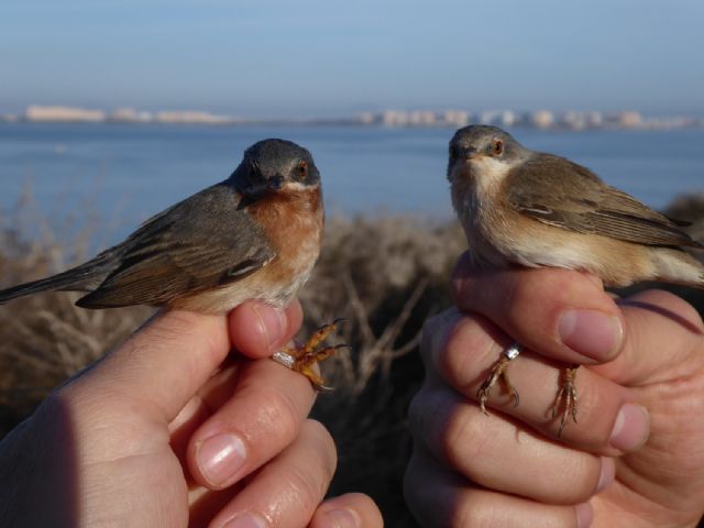 Anillamiento a puertas abiertas y resumen de la campaña de isla Glosa para celebrar el Día Mundial de las Aves Migratorias - 1, Foto 1