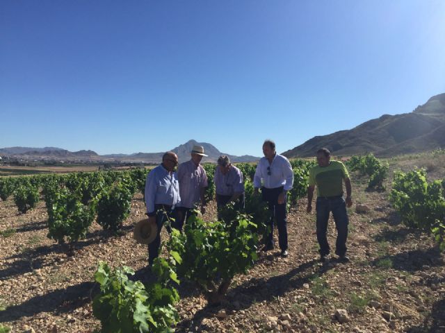 Agricultura realiza un seguimiento de las parcelas de viñedo de Jumilla y Yecla para hacer una estimación de la cosecha - 1, Foto 1