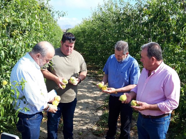 El pedrisco daña cerca de 2.500 hectáreas de frutales - 1, Foto 1