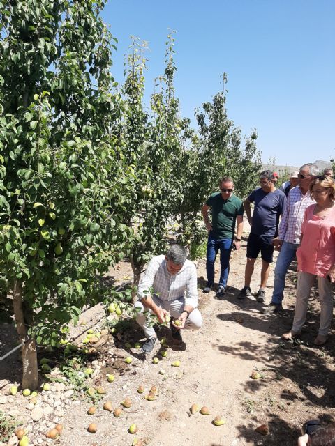 El reventón térmico en el Altiplano afecta al 82 por ciento del cultivo de pera y las pérdidas alcanzan los 8 millones - 1, Foto 1