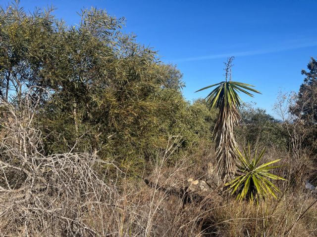 Siete especies exóticas invasoras de flora en el interior del Parque Regional de Calblanque - 1, Foto 1