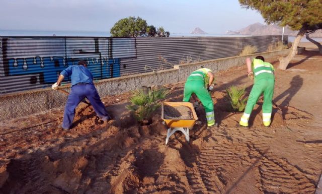 El Ayuntamiento consigue una nueva imagen de la entrada a Calabardina con la plantación de más de sesenta pinos y palmitos - 1, Foto 1