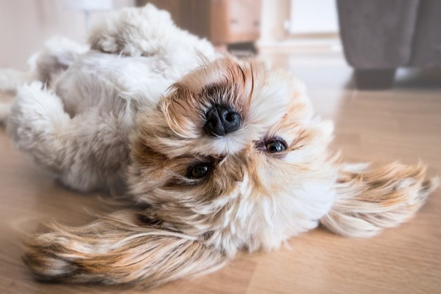 Barcelona tendrá una feria lúdica para mascotas - 1, Foto 1