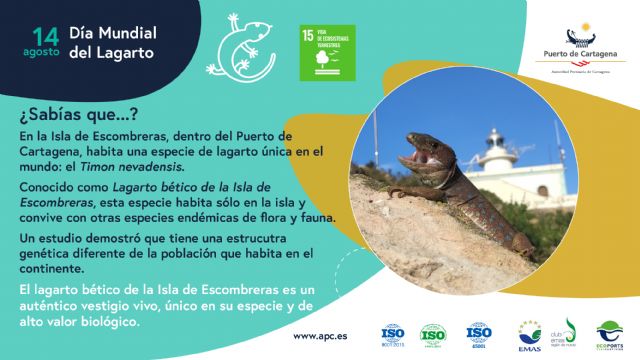 El Puerto de Cartagena alberga una especie única en el mundo de lagarto bético en la Isla de Escombreras - 1, Foto 1