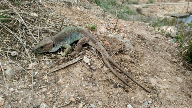 El Puerto de Cartagena alberga una especie única en el mundo de lagarto bético en la Isla de Escombreras - 2, Foto 2