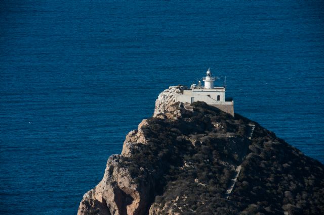 El Puerto de Cartagena alberga una especie única en el mundo de lagarto bético en la Isla de Escombreras - 3, Foto 3