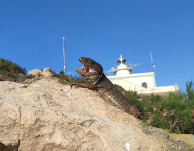 Día Mundial del Lagarto - 2, Foto 2