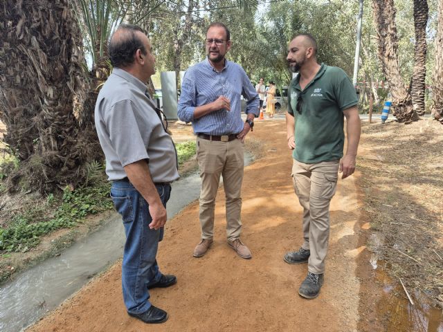 El Ayuntamiento de Murcia aplica cuidados especiales a más de 18.000 palmeras del municipio para prevenir plagas, como la del picudo rojo - 2, Foto 2